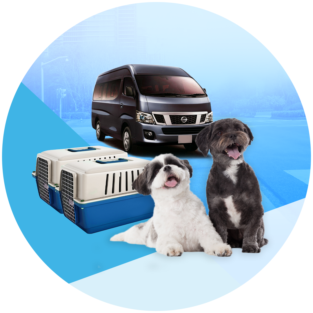 Local Pet Transport by Land/Ground – Kingchaypets