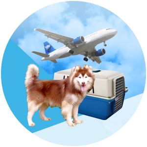 Local Pet Transport by Air